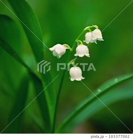 Beautiful small white flowers of spring plant. A poisonous plant with green leaves. Lily of the valley (Convallaria majalis) Background for spring time. Beautiful small white flowers of spring plant. A poisonous plant with green leaves. Lily of the valley (Convallaria majalis) Background for spring time. 103377002