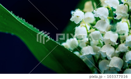 Lily of the valley (Convallaria majalis) Lily of the valley (Convallaria majalis) 103377016