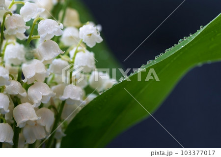 Lily of the valley (Convallaria majalis) Lily of the valley (Convallaria majalis) 103377017