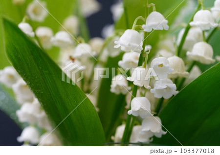 Lily of the valley (Convallaria majalis) Lily of the valley (Convallaria majalis) 103377018