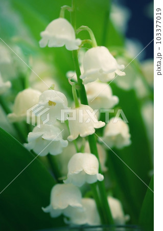 Lily of the valley (Convallaria majalis) Lily of the valley (Convallaria majalis) 103377019