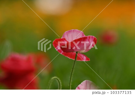 カワイイポピーの花 103377135