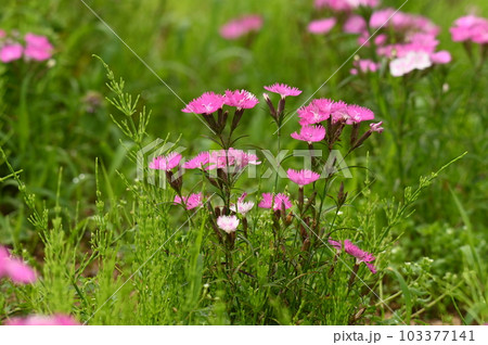かわいい草花 103377141