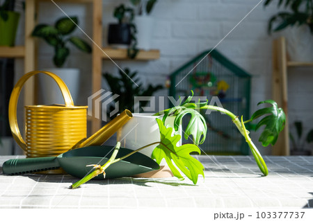 Layout on the table of a philodendron sprout with roots and equipment for planting domestic plants. Layout on the table of a philodendron sprout with roots and equipment for planting domestic plants. 103377737