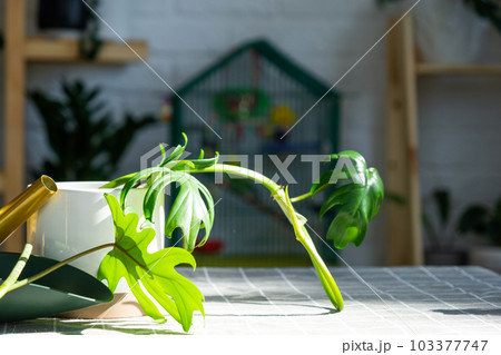 Layout on the table of a philodendron sprout with roots and equipment for planting domestic plants. Layout on the table of a philodendron sprout with roots and equipment for planting domestic plants. 103377747