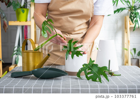 Woman in an apron holds a rooted stalk of the house plant philodendron mayo for planting in a white pot, mock up template. Planting and care, green house 103377761
