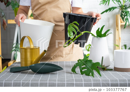 Woman in an apron holds a pot with a double bottom and automatic watering for planting rooted cuttings of the house plant philodendron mayo. Planting and care, green house. Mock up, drainage liner Woman in an apron holds a pot with a double bottom and automatic watering for planting rooted cuttings of the house plant philodendron mayo. Planting and care, green house. Mock up, drainage liner 103377767