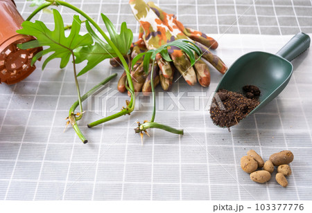 Layout on the table of a philodendron sprout with roots and equipment for planting domestic plants. 103377776