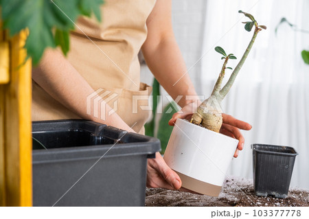 Repotting a home plant succulent adenium into new pot. Caring for a potted plant, layout on the table with soil, shovel, hands of woman in apron 103377778