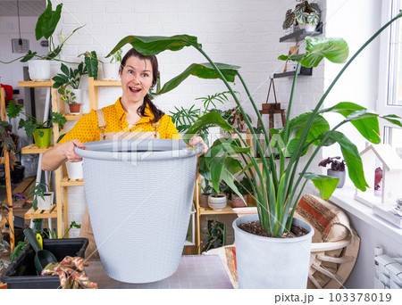 Repotting home plant strelitzia nicolai into new pot big basket in home interior. Woman in an apron surprised by the large size, Caring for a potted plant, strelitzia reginae Repotting home plant strelitzia nicolai into new pot big basket in home interior. Woman in an apron surprised by the large size, Caring for a potted plant, strelitzia reginae 103378019