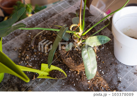 Repotting a home plant Philodendron Santa Leopoldina into new pot in home interior. Caring for a potted plant, earthen lump with roots Repotting a home plant Philodendron Santa Leopoldina into new pot in home interior. Caring for a potted plant, earthen lump with roots 103378089