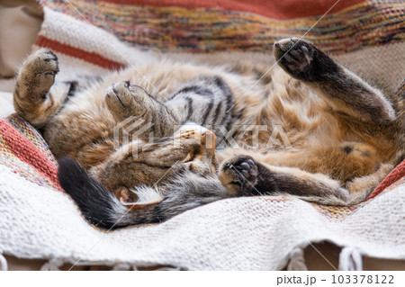 The cat is fast sweet asleep on a chair in a funny pose, Comfortable carefree sleep of an animal close-up 103378122