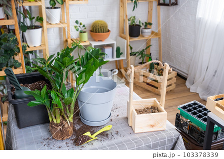 Repotting a home plant succulent zamiokulkas into new pot. Caring for a potted plant, layout on table with soil, shovel, ornamental flowerpot 103378339