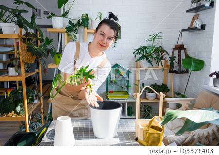 Woman in an apron holds a rooted stalk of the house plant philodendron mayo for planting in a white pot, mock up template. Planting and care, green house Woman in an apron holds a rooted stalk of the house plant philodendron mayo for planting in a white pot, mock up template. Planting and care, green house 103378403