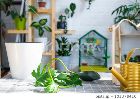 Planting a rooted stalk home plant Philodendron into new pot in home interior. Caring for a potted plant, earthen lump with roots, layout of garden equipment on the table. Planting a rooted stalk home plant Philodendron into new pot in home interior. Caring for a potted plant, earthen lump with roots, layout of garden equipment on the table. 103378410