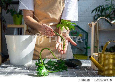 Woman in an apron holds a rooted stalk of the house plant philodendron mayo for planting in a white pot, mock up template. Planting and care, green house Woman in an apron holds a rooted stalk of the house plant philodendron mayo for planting in a white pot, mock up template. Planting and care, green house 103378416