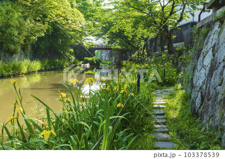 新緑の近江八幡 103378539