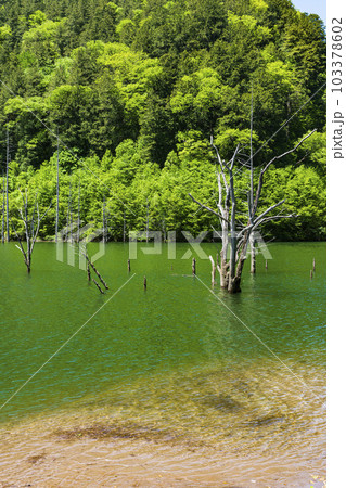 新緑の自然湖 103378602