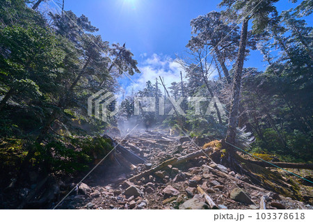 春の長野県蓼科山の七合目登山口からの霧氷に煙る倒木の登山道(2250m) 103378618