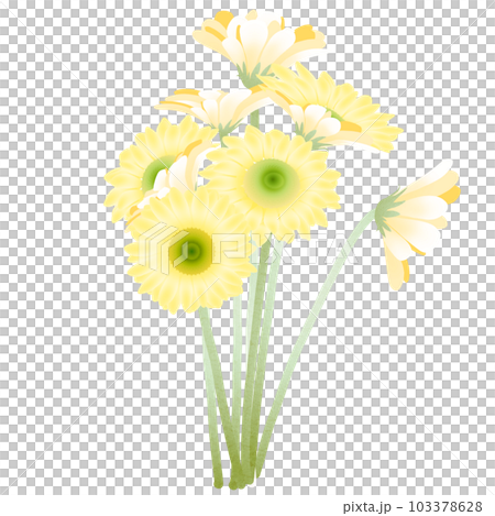 黃色非洲菊 103378628