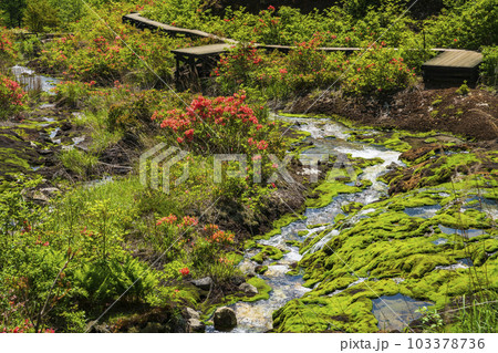 満開のレンゲツツジとチャツボミ苔 103378736