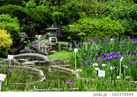 水月公園　花菖蒲と滝 103378844