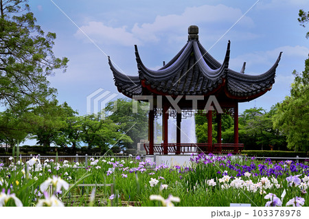 水月公園　花菖蒲と青空 103378978