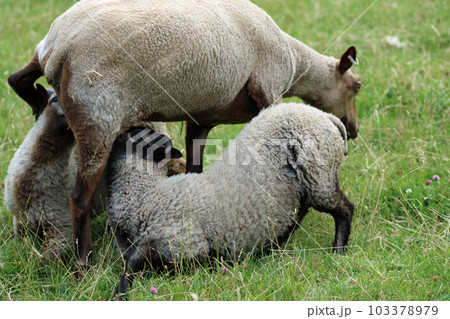 Rare breed Shetland sheep ewe with suckling lambs 103378979
