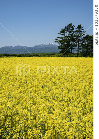 春一番元気が出る菜の花畑 103379330