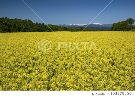 春一番元気が出る菜の花畑 春一番元気が出る菜の花畑 103379350