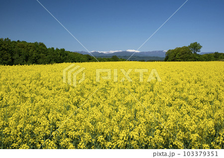 春一番元気が出る菜の花畑 春一番元気が出る菜の花畑 103379351