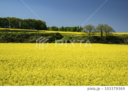 春一番元気が出る菜の花畑 103379369