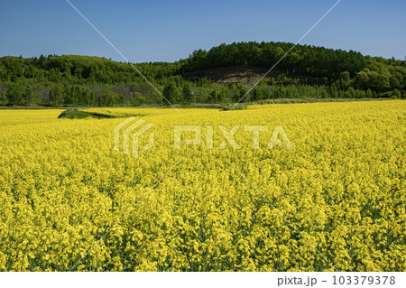 春一番元気が出る菜の花畑 103379378