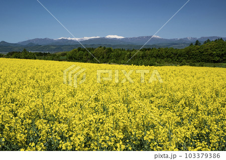 春一番元気が出る菜の花畑 103379386