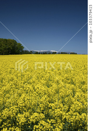 春一番元気が出る菜の花畑 春一番元気が出る菜の花畑 103379415