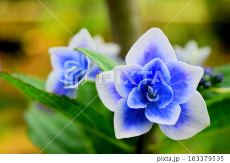 紫陽花 紫陽花 103379595