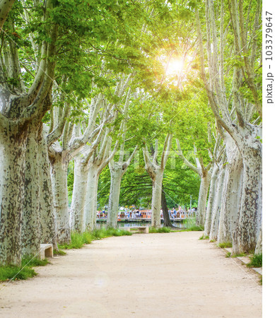 Avenue of plane trees in the city park on soft sunlight 103379647