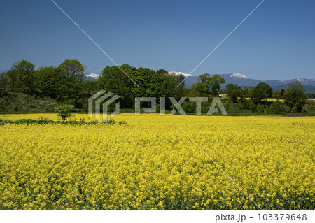 春一番元気が出る菜の花畑 春一番元気が出る菜の花畑 103379648