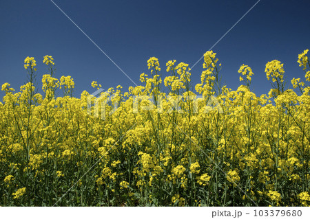 春一番元気が出る菜の花畑 春一番元気が出る菜の花畑 103379680