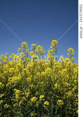 春一番元気が出る菜の花畑 春一番元気が出る菜の花畑 103379682