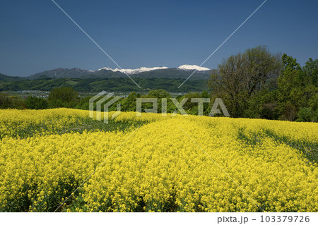 春一番元気が出る菜の花畑 103379726