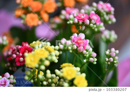 ベンケイソウ科多年草・カランコエの花 103380207