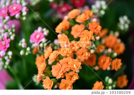 ベンケイソウ科多年草・カランコエの花 ベンケイソウ科多年草・カランコエの花 103380209
