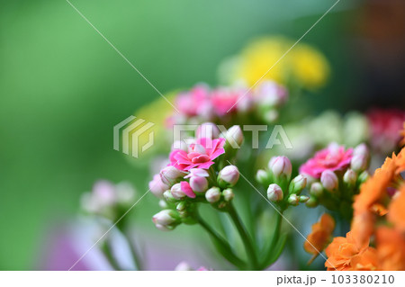 ベンケイソウ科多年草・カランコエの花 103380210