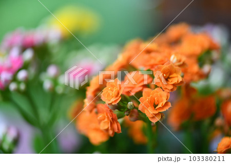 ベンケイソウ科多年草・カランコエの花 103380211