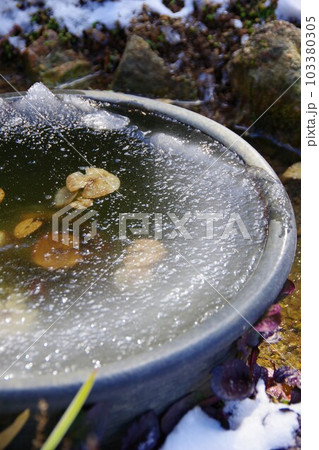 水面が凍った睡蓮鉢 103380305