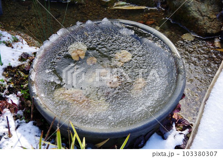 水面が凍った睡蓮鉢 水面が凍った睡蓮鉢 103380307