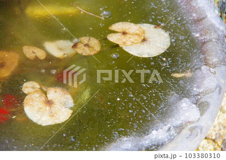 水面が凍った睡蓮鉢 103380310