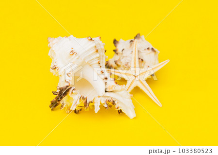 Beach seashells on colored background. Mock up with copy space 103380523