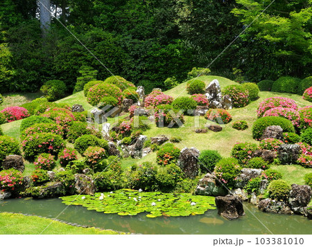 静岡県　遠州の古刹　龍潭寺　サツキ咲く5月 103381010